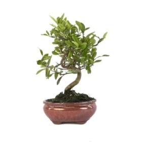 BONSAI 7 AÑOS CITRUS KINZU