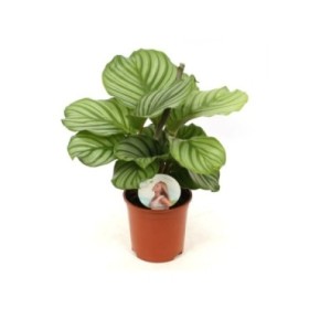 CALATHEA  M14 ORBIFOLIA