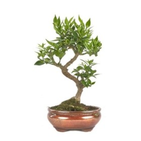 BONSAI 10 AÑOS CITRUS MYRTIFOLIA ZP-b2