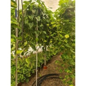 POTHOS + PHILODENDRO  M20  COLGAR  Rasta llarga