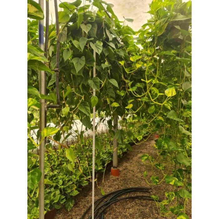 POTHOS + PHILODENDRO  M20  COLGAR  Rasta llarga