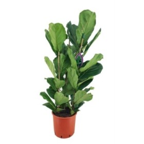 FICUS LYRATA M20- 90cm.  3 plantes