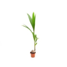 COCOS NUCIFERA 160cm. M19