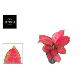 AGLAONEMA  M12 RED JOY