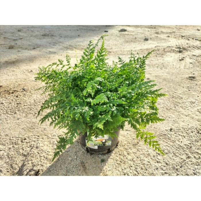 RUMOHRA ADIANTIFORMIS 5L