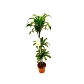 DRACAENA DORADO 90.60.30 M22 H140