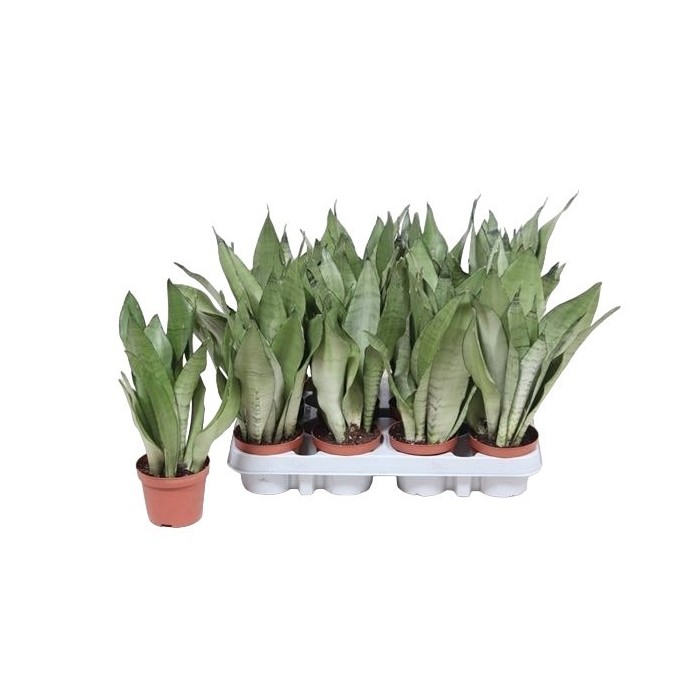 SANSEVIERIA  M 9 MOONSHINE