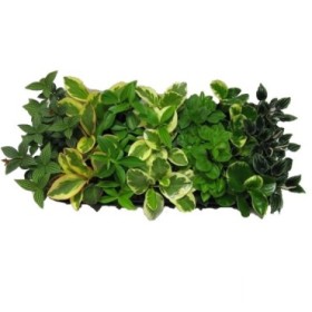 PEPEROMIA M 9 MIX