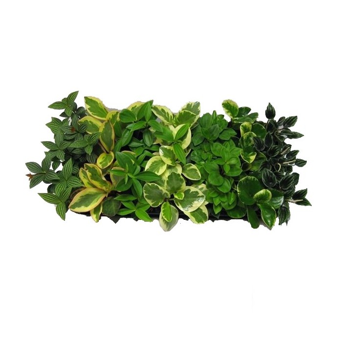 PEPEROMIA M 9 MIX