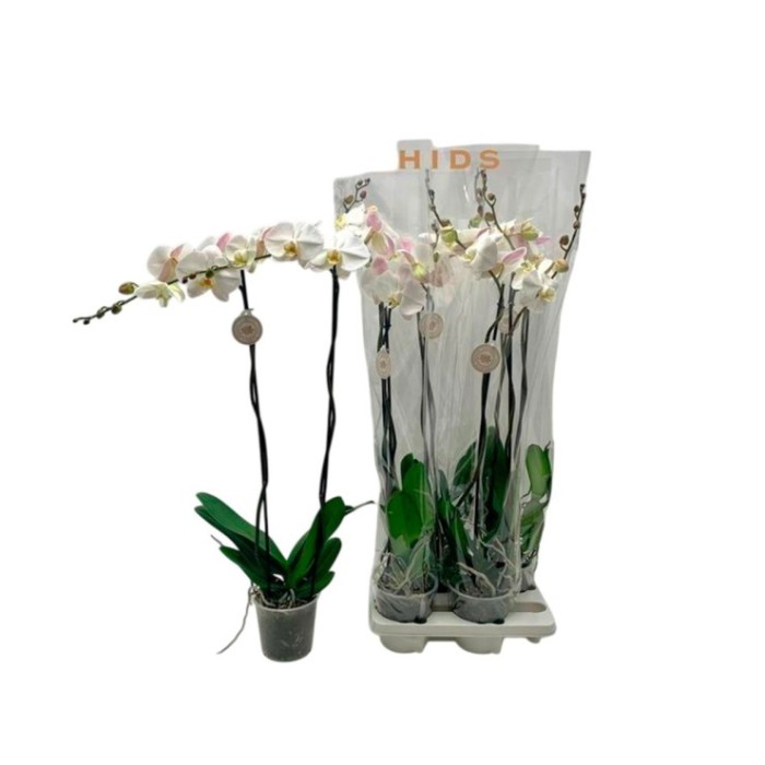 PHALAENOPSIS  M15- 90cm. 2 VARES BLANC