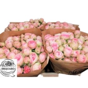 FLOR, ROSA SPRAY HO. GARDENS 60cm, x10 tiges
