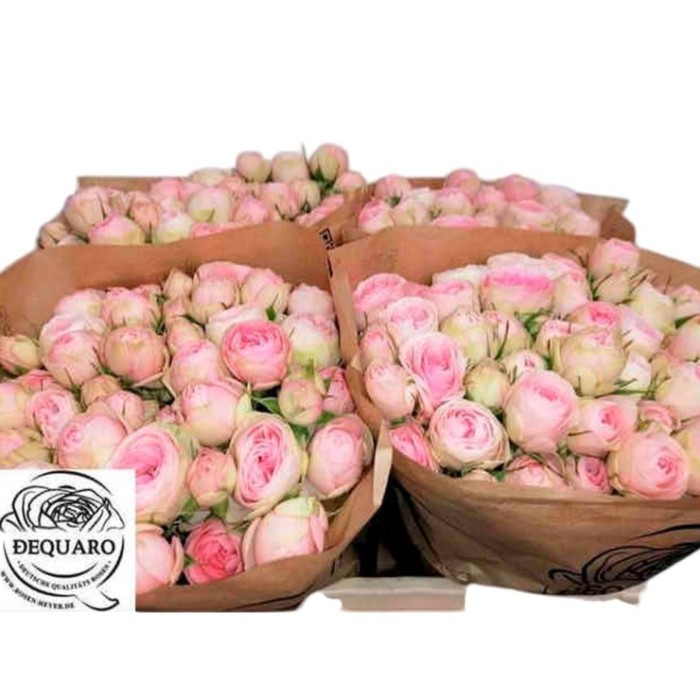 FLOR, ROSA SPRAY HO. GARDENS 60cm, x10 tiges
