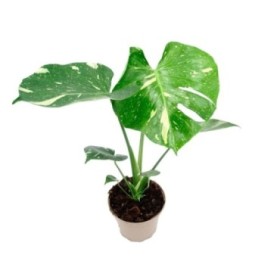 MONSTERA THAI M17
