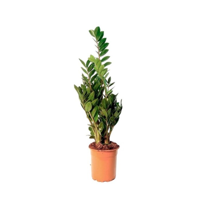 ZAMIOCULCAS  M24- 95cm.