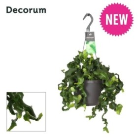 EPIPHYLLUM GUATAMALENSE M17 H60 colgador