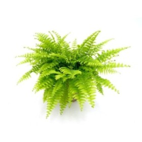 NEPHROLEPIS BOSTON M17