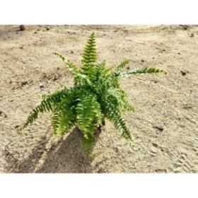 NEPHROLEPIS BOSTON M17