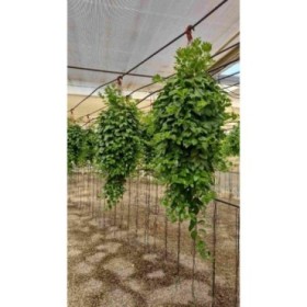 AESCHYNANTHUS  PENJAR M20 EXTRA