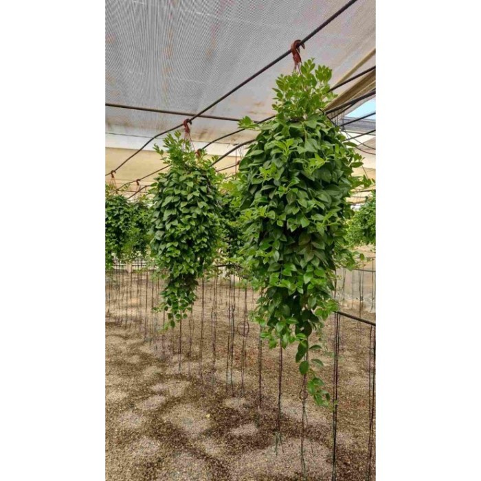 AESCHYNANTHUS  PENJAR M20 EXTRA