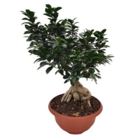 FICUS GINGEIN  M30 BOL ROMA