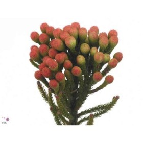 FLOR, BRUNIA LEAVIS RED 40cm, paq.x10 tiges.