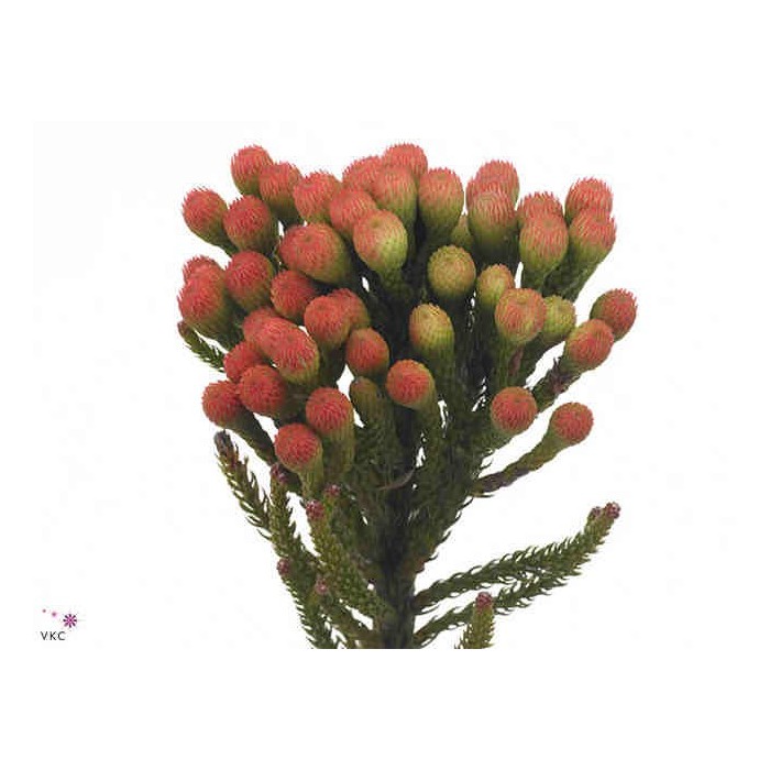 FLOR, BRUNIA LEAVIS RED 40cm, paq.x10 tiges.