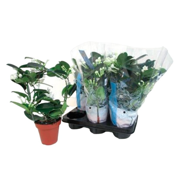 STEPHANOTIS  M12 4-6FL