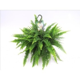 NEPHROLEPIS MONTANA T23