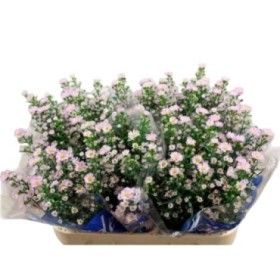 FLOR, ASTER MIX  x5 tg.