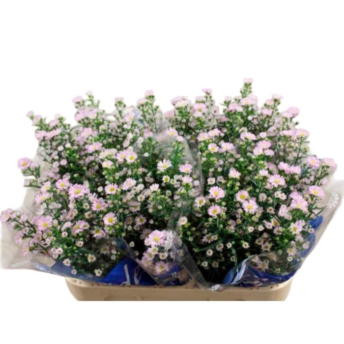 FLOR, ASTER MIX  x5 tg.