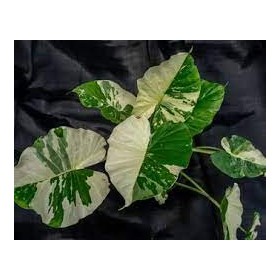 ALOCASIA  M17 ODORA VARIEGATA