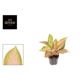 AGLAONEMA  M12 GUAVE PINK