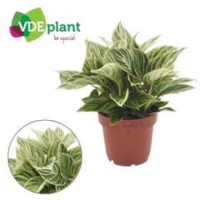 PHILODENDRON  M12 WHITE IVORY VEIN