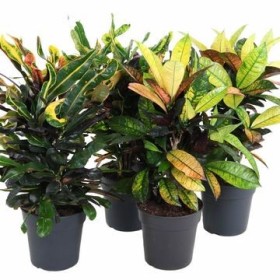 CROTON  MIX M20