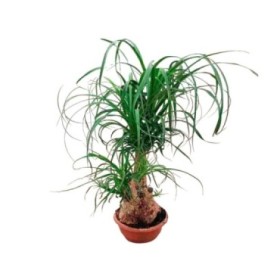 BEAUCARNEA Ramif.  65cm.  T25
