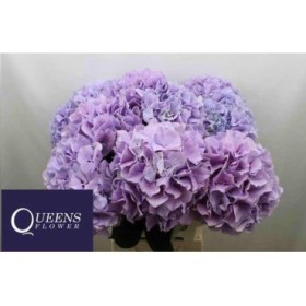 FLOR, HORTENSIA BLAUW MILKA x5 tiges,80cm