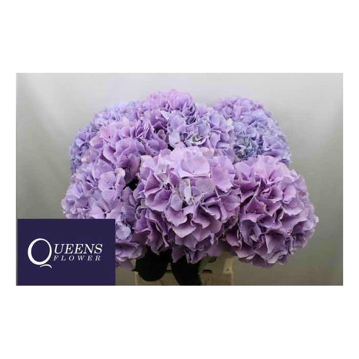 FLOR, HORTENSIA BLAUW MILKA x5 tiges,80cm
