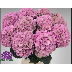 FLOR, HORTENSIA ROSA  x5 tiges,60cm
