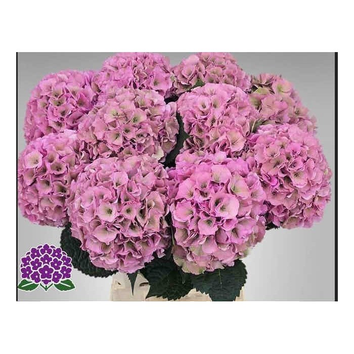 FLOR, HORTENSIA ROSA  x5 tiges,60cm