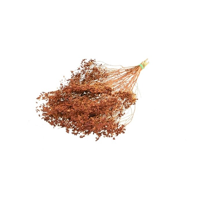 F.SECA, Broom bloom pomo teca CRAFT