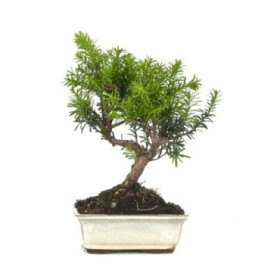 BONSAI 8 AÑOS TAXUS MEDIA