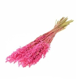 F.SECA, Haver (avena) rosa dolç CRAFT