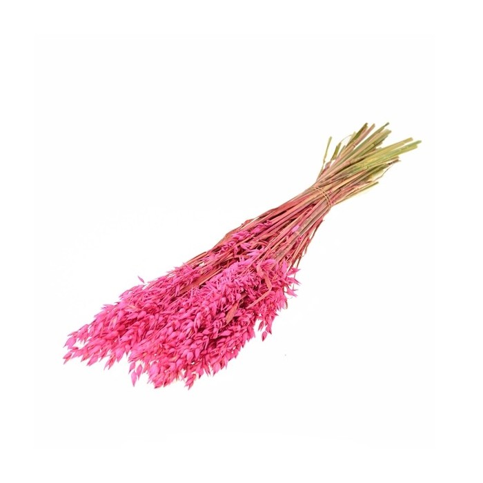 F.SECA, Haver (avena) rosa dulce CRAFT