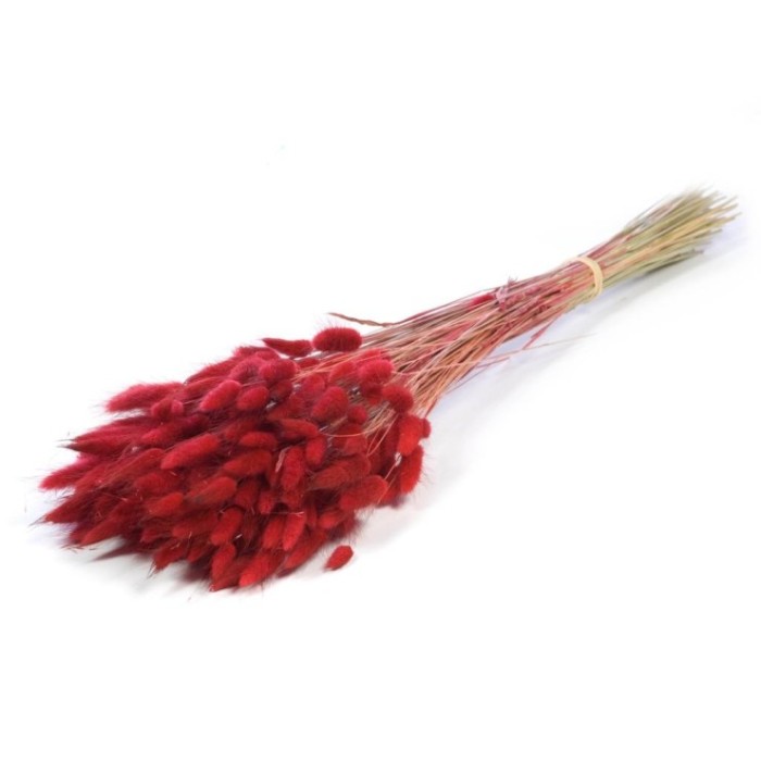 F.SECA, Lagurus ovatus rojo CRAFT