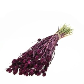 F.SECA, Phalaris ciruela CRAFT