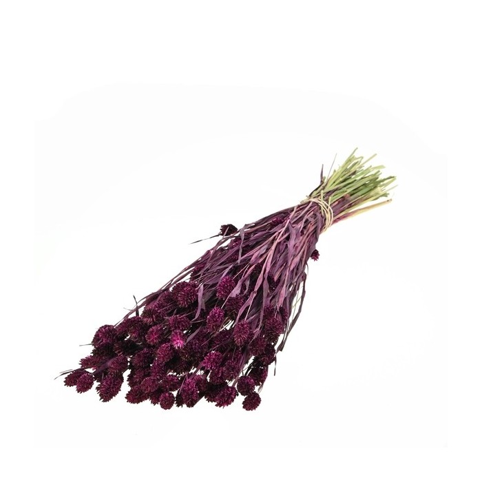 F.SECA, Phalaris ciruela CRAFT