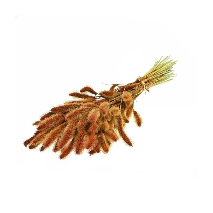 F.SECA, Setarea teca CRAFT