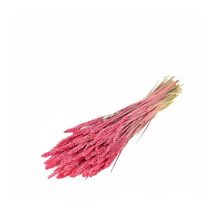 F.SECA, Tarwe rosa dolç CRAFT