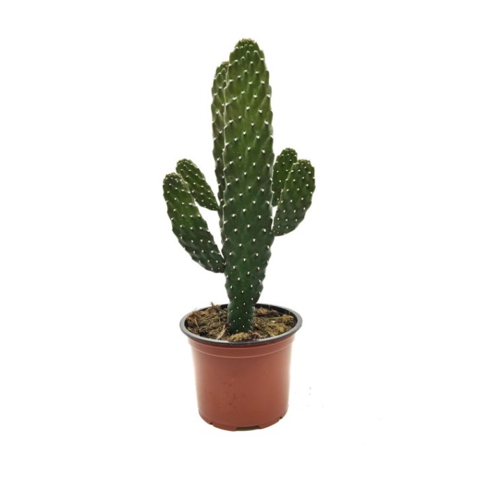 OPUNTIA M13 H35 Consolea