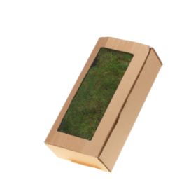 MUSGO PRESERVADO VERDE